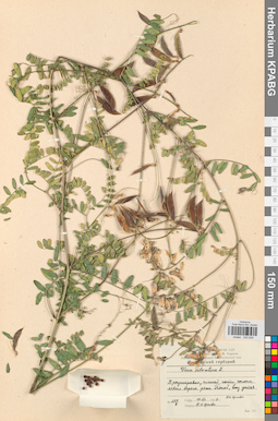 KPABG030626