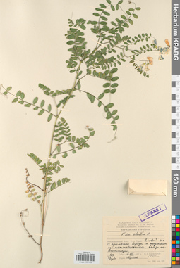 KPABG030635
