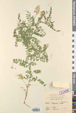 KPABG030637