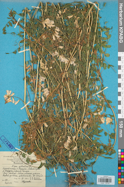 KPABG030651