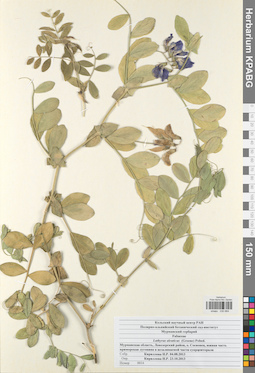 KPABG030664
