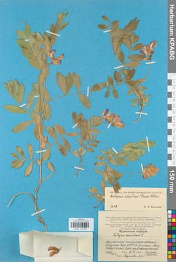 KPABG030694