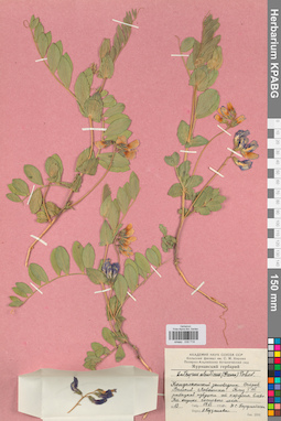 KPABG030719