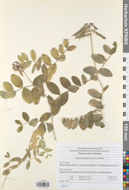 KPABG030734
