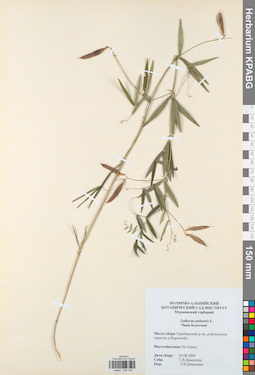 KPABG030738