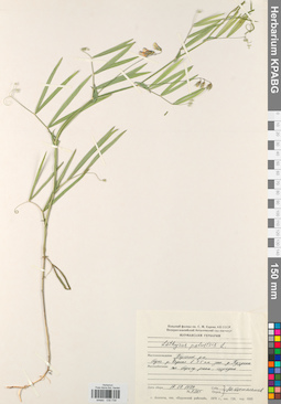KPABG030739