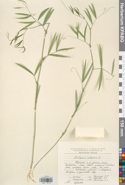KPABG030759