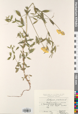 KPABG030771