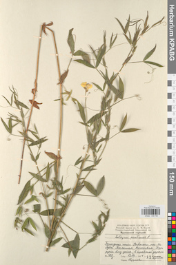 KPABG030794