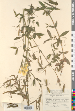 KPABG030803