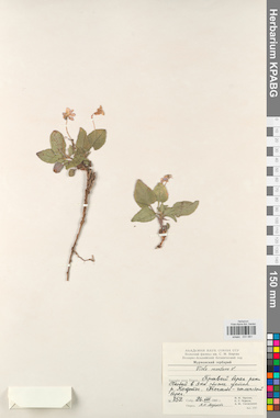 KPABG031681