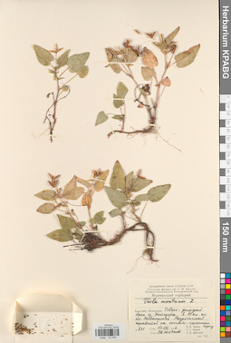 KPABG031695