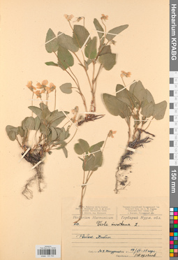 KPABG031704