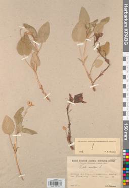 KPABG031751