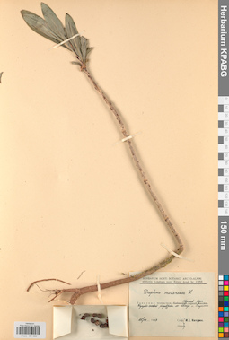 KPABG031922