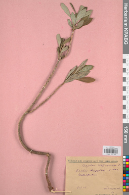 KPABG031925