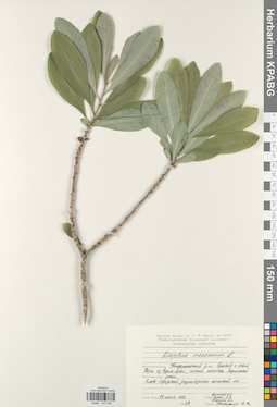 KPABG031934