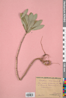 KPABG031939