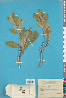 KPABG031941