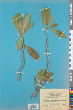 KPABG031950