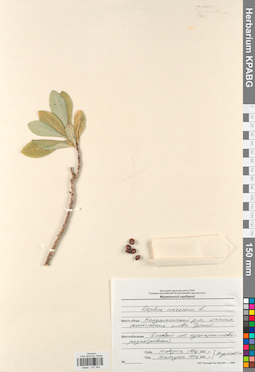 KPABG031954