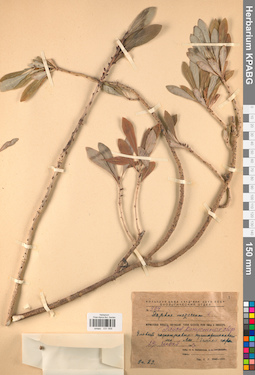 KPABG031958