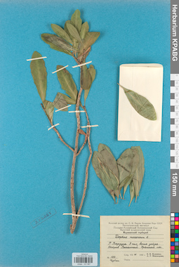 KPABG031967