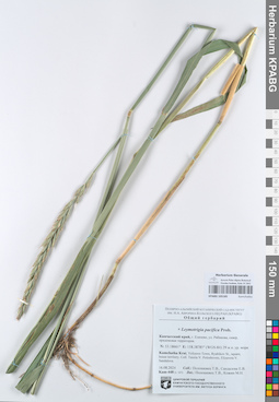 KPABG105185