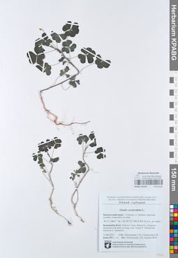 KPABG105106