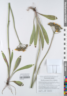 KPABG050485