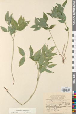 KPABG030835