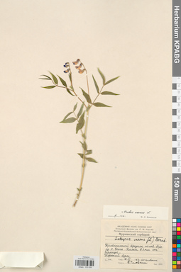 KPABG030838