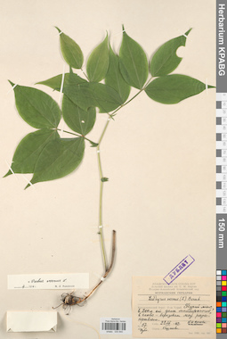 KPABG030840