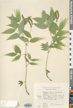 KPABG030841
