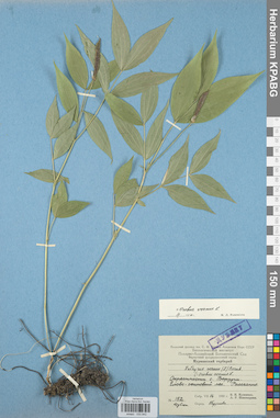 KPABG030842
