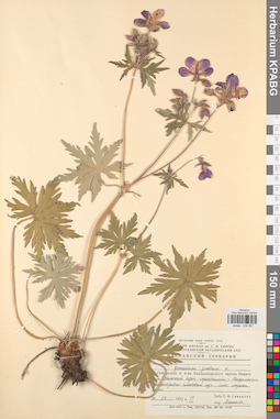 KPABG030857