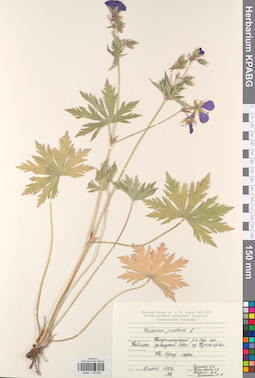 KPABG030864