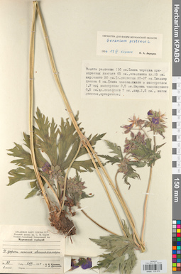 KPABG030876