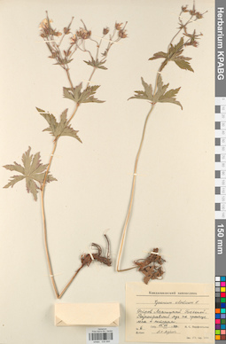 KPABG030895