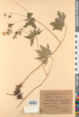 KPABG030905