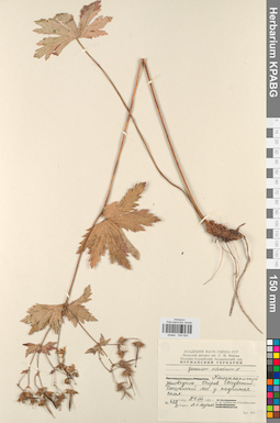 KPABG030920