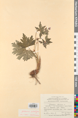 KPABG030924