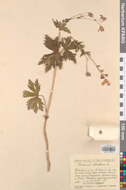 KPABG030942