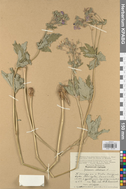 KPABG030945