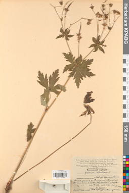 KPABG030955