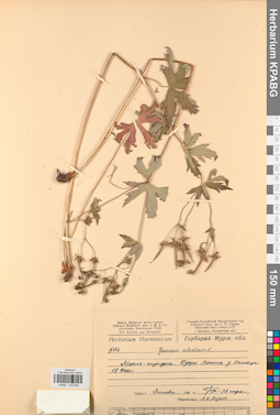KPABG030956