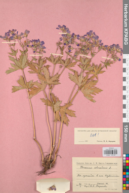 KPABG030967