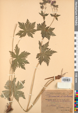 KPABG030976