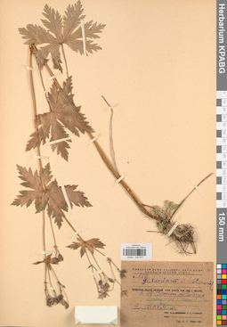 KPABG030977