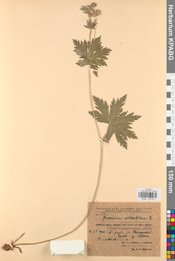 KPABG030979